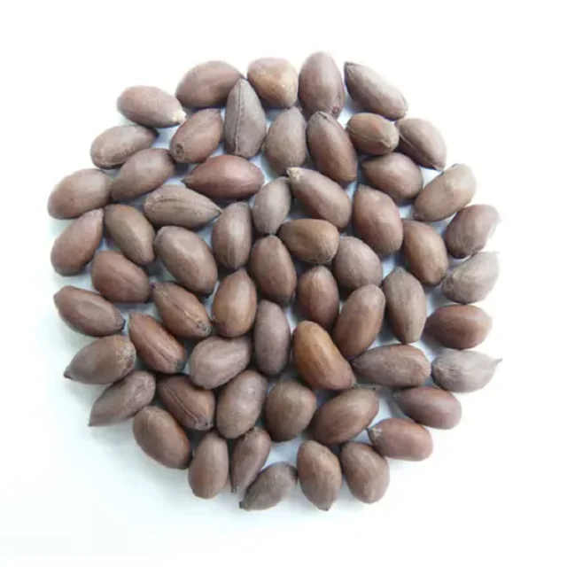 Hot sales price Cotton Seed