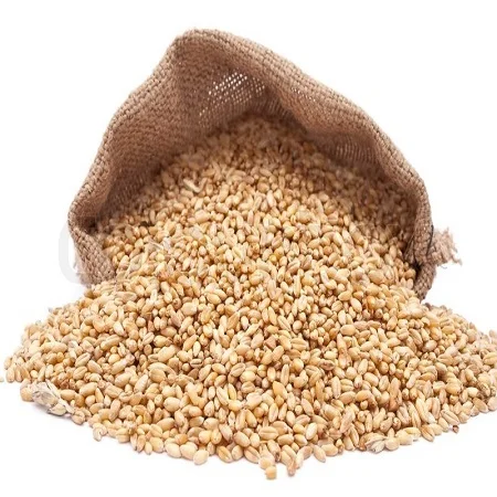 WHEAT GRAIN FOR EXPORT