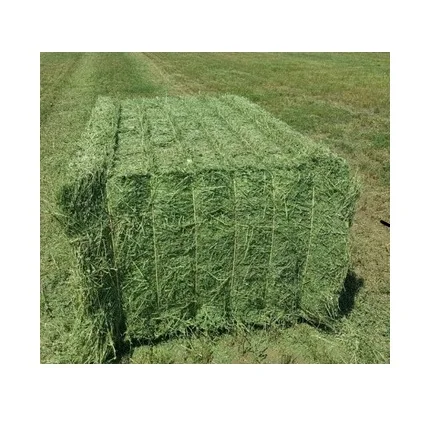Turkish High Quality Alfalfa Hay Oats Hay For Sale / Best Selling Alfalfa Hay / Alfalfa Hay For Animal feed