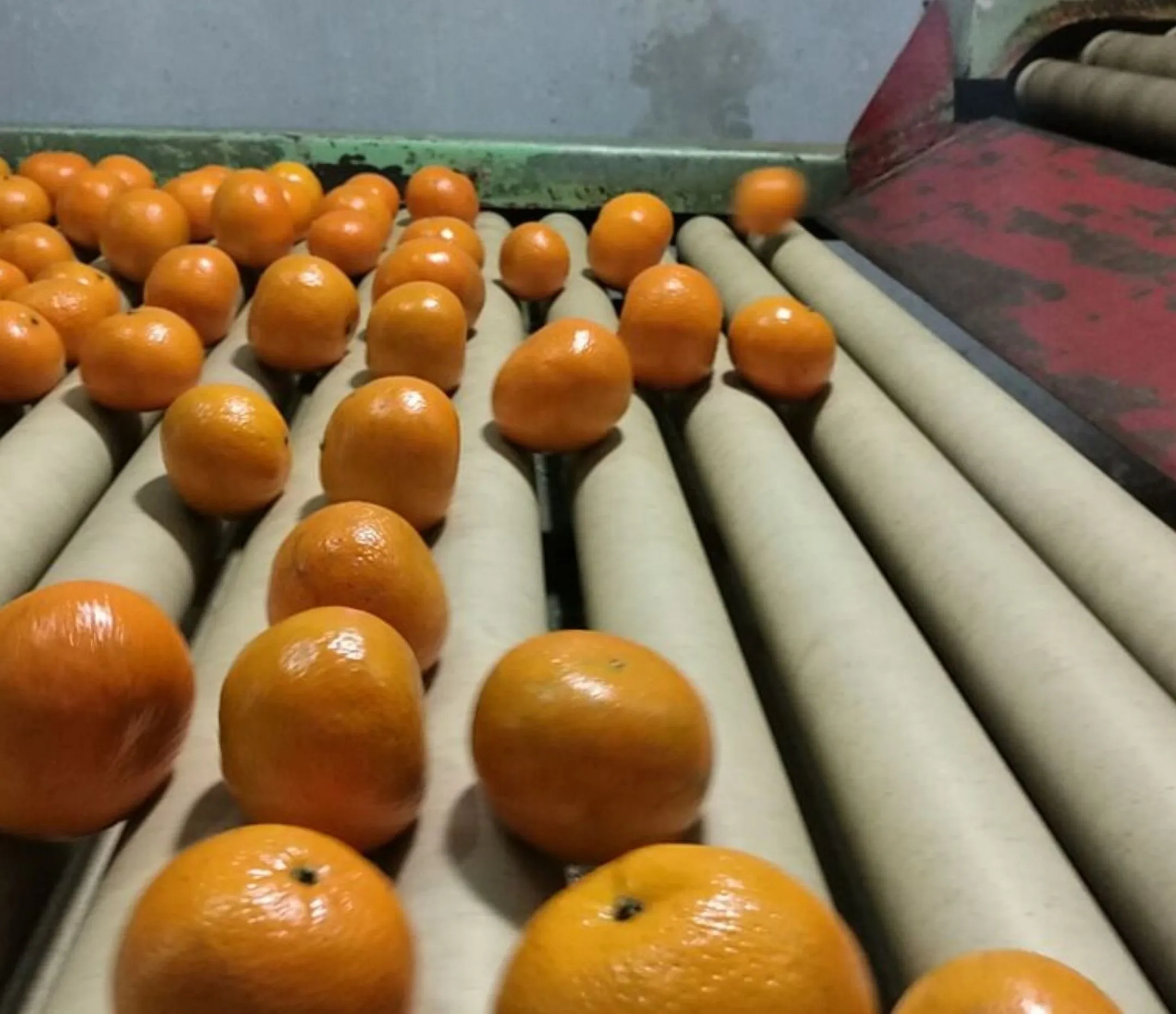 Best Price Fresh Orange Fresh Fruit Fresh Oranges Fresh Citrus Fruit