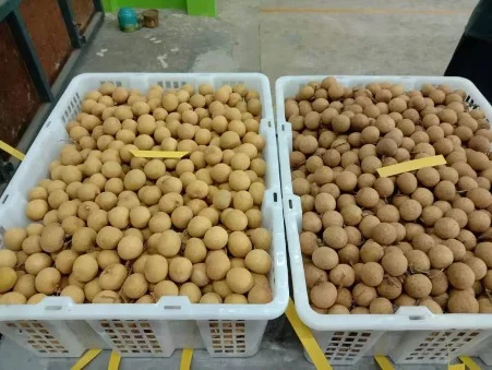Organic Fresh Longan Fruit/Dried Longan Fruit