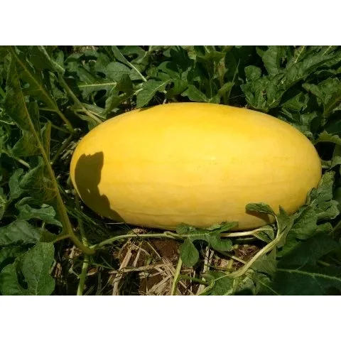 High-Yield Golden Watermelon Seeds: Perfect for Farming and Export Markets From Indonesia