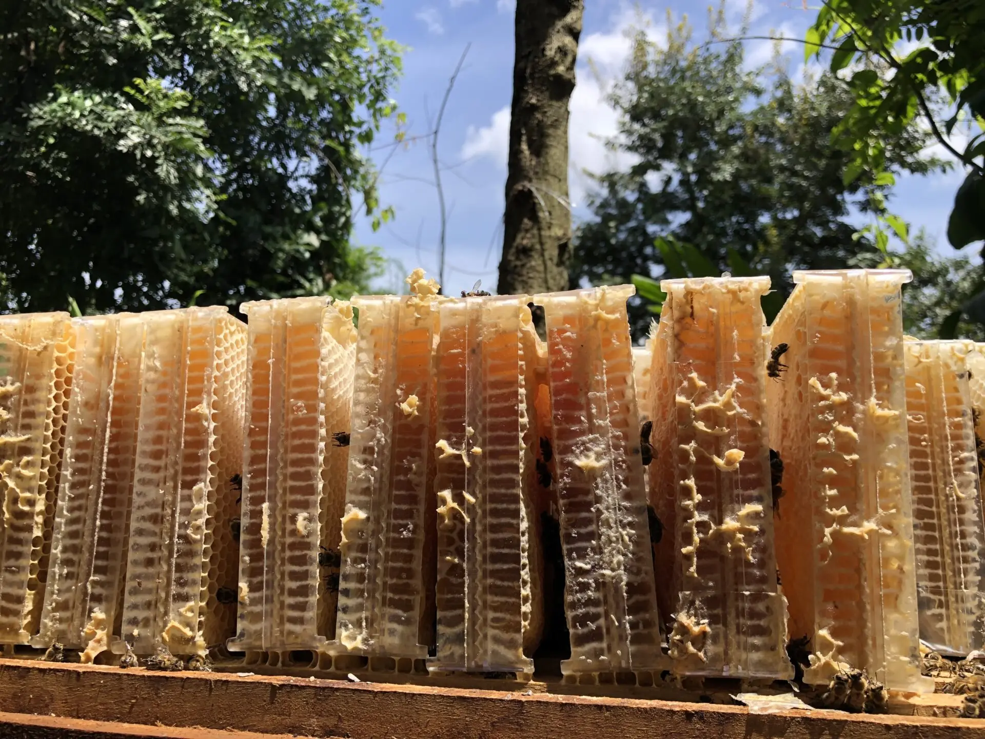 High-Purity Organic Bee Honey from Vietnam 100% Natural Additive-Free with Honey Box and Dispenser Healthy Raw Honey