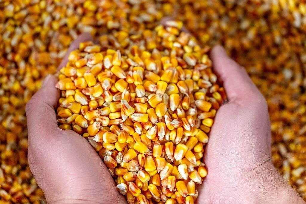 Wholesale Yellow Corn for Human Consumption Non Gmo Yellow Corn/ Yellow Corn