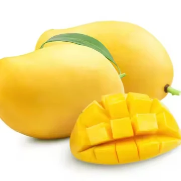 Natural Fresh Pakistani Mango Sindhri Green and Yellow Mangoes with Customized Packaging Available Yellow Mangoes OEM Service