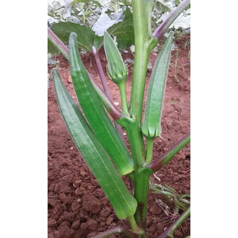 bhindi f1.jpg