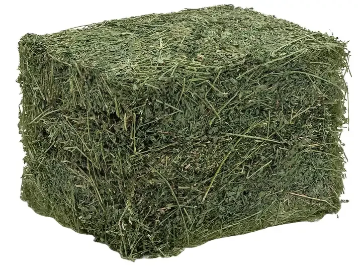 Dried and Fresh  Alfalfa Hay  Pellets  / Alfalfa Hay for sale