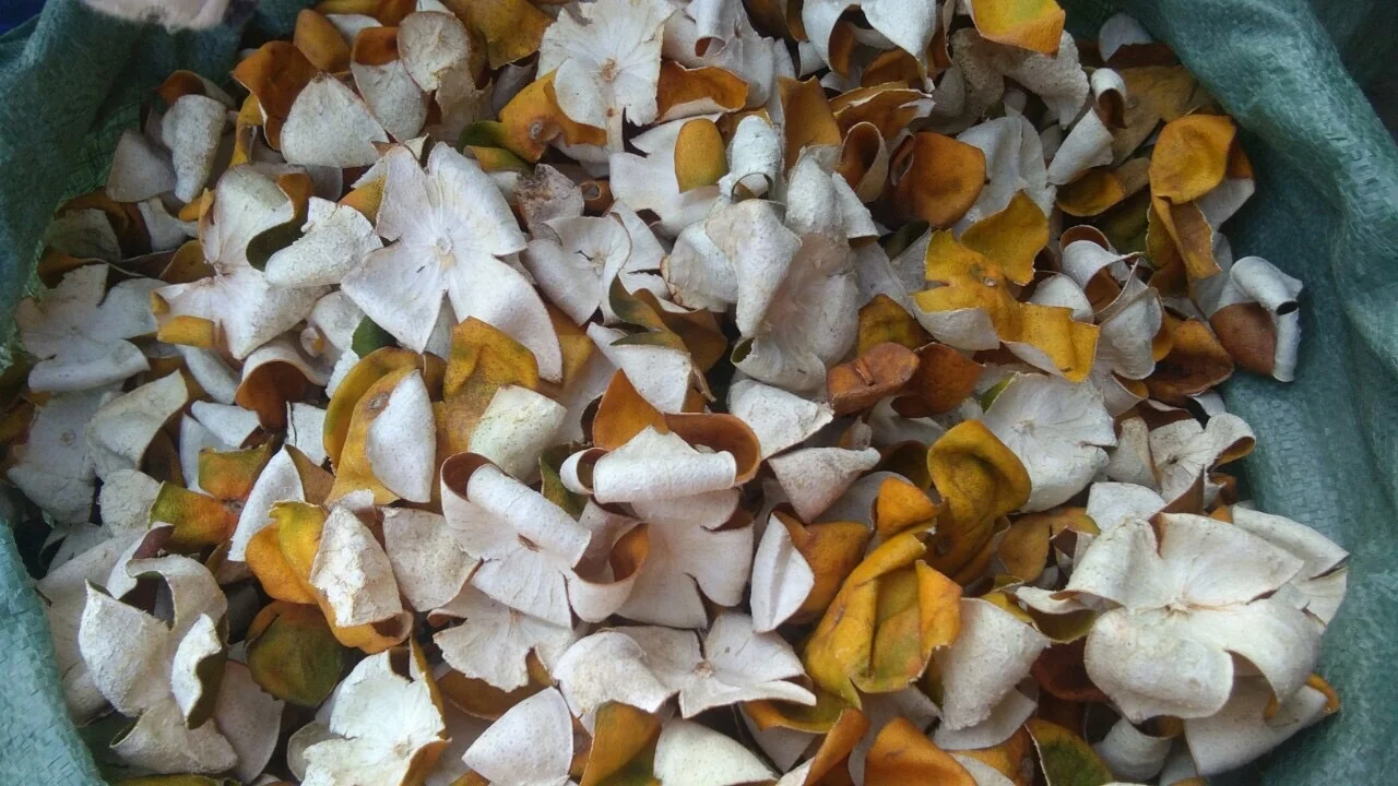 Vietnam Dry aged tree Tangerin peels