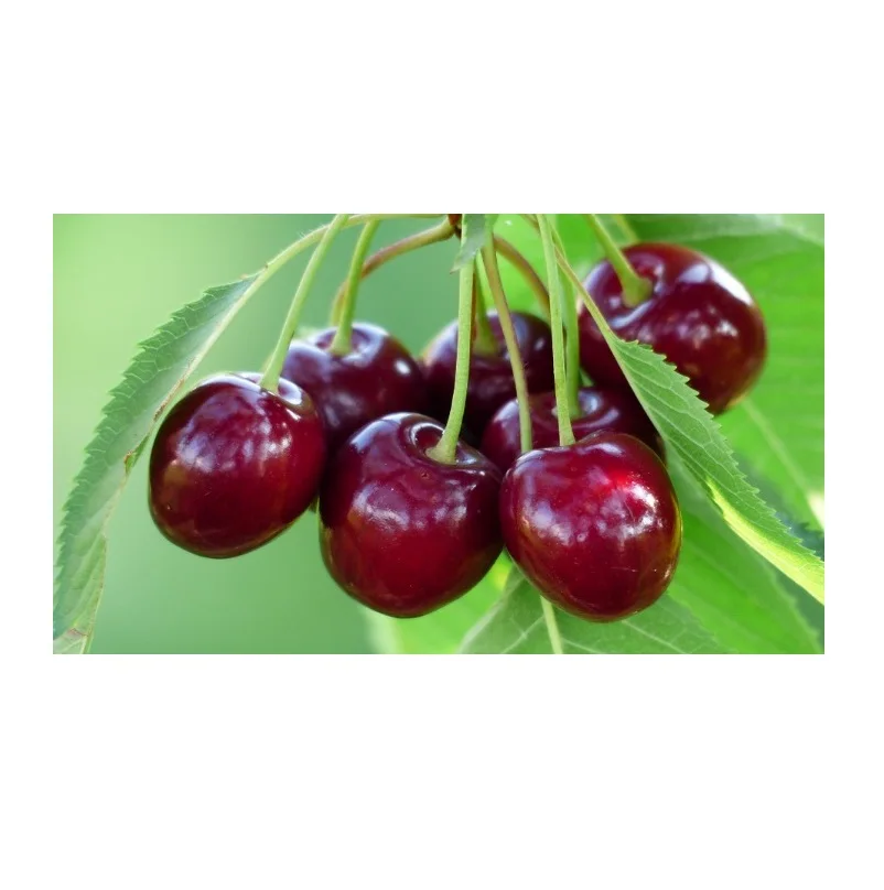Hot Selling Price Of Fresh Fruit Cherries In Bulk Quantity