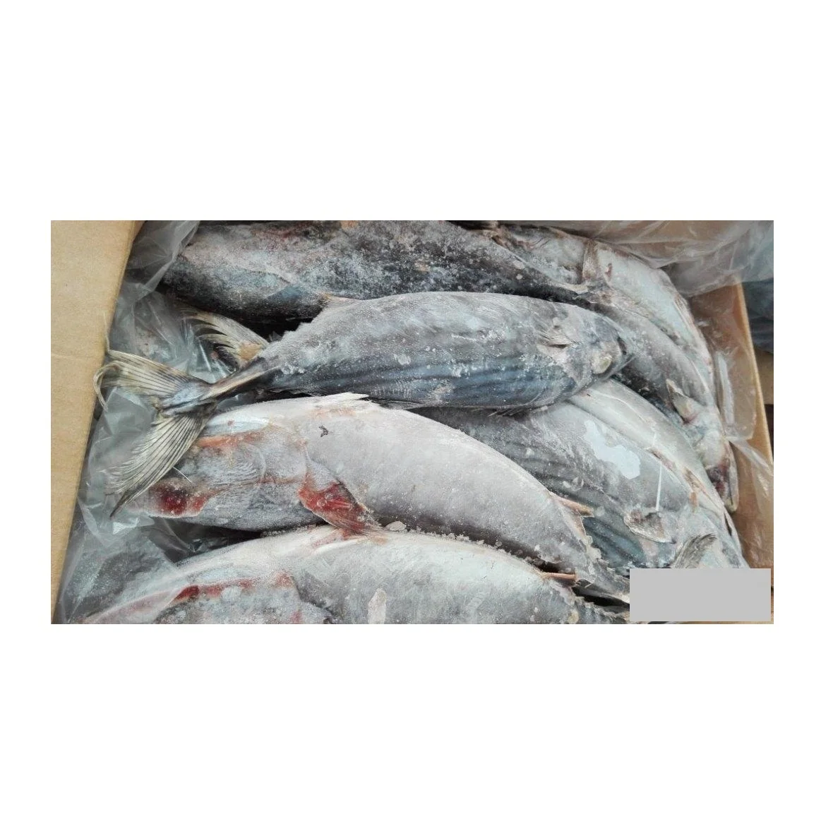 Frozen Horse Mackerel, Pacific Mackerel, Tuna, Trout, Bonito, Tilapia, Squid, Salmon fish Best Price Frozen Bonito WR Fish