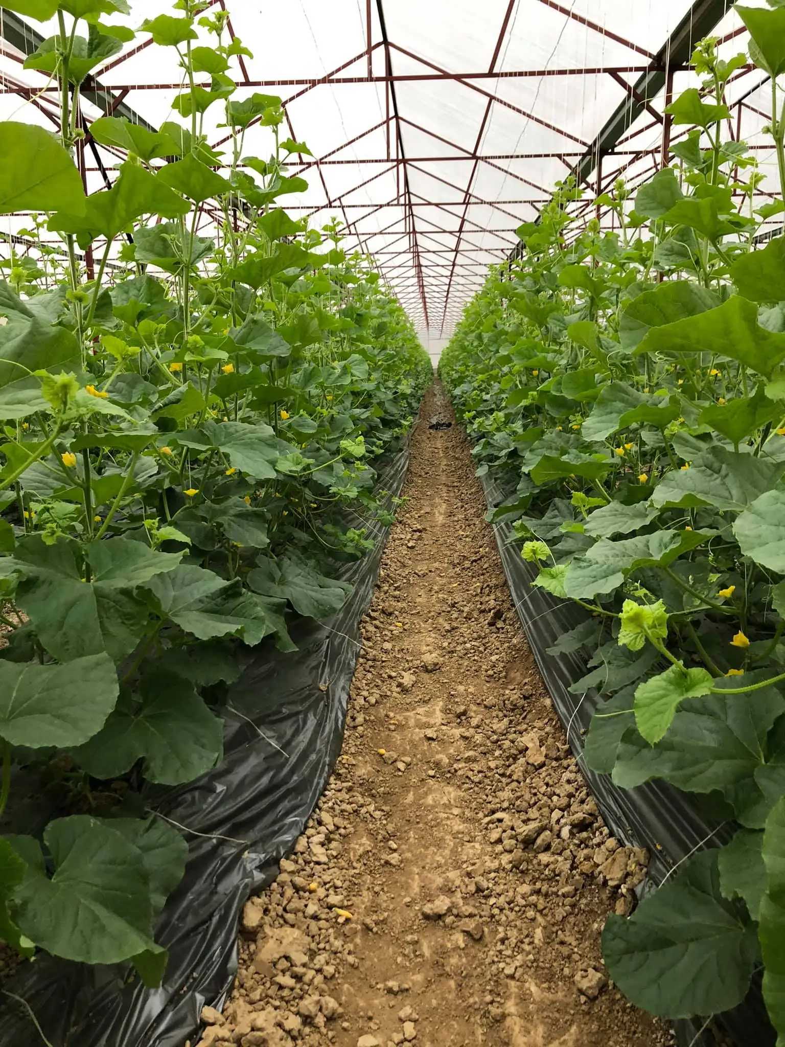 HOT HOT HOT Organic Cantaloupe Fruit Melon High standard green farm good price in bulk