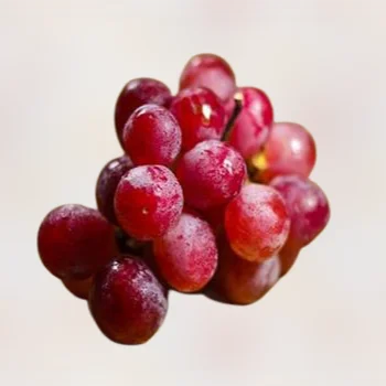 High quality fresh red grapes from Egypt