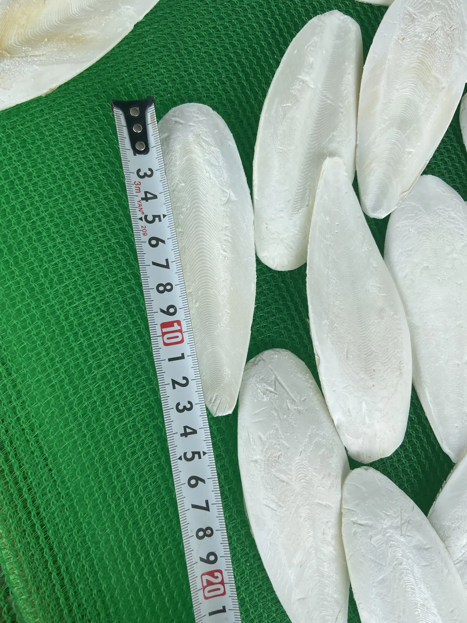 cuttlefish bone - advice from a doctor for your pet