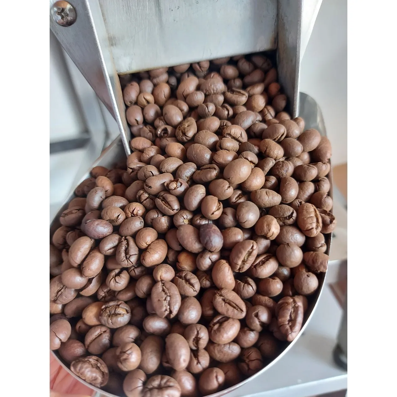 Wholesale Trading Culi S18 Roasted Carpentry Coffee Beans Order Roast High Quality
