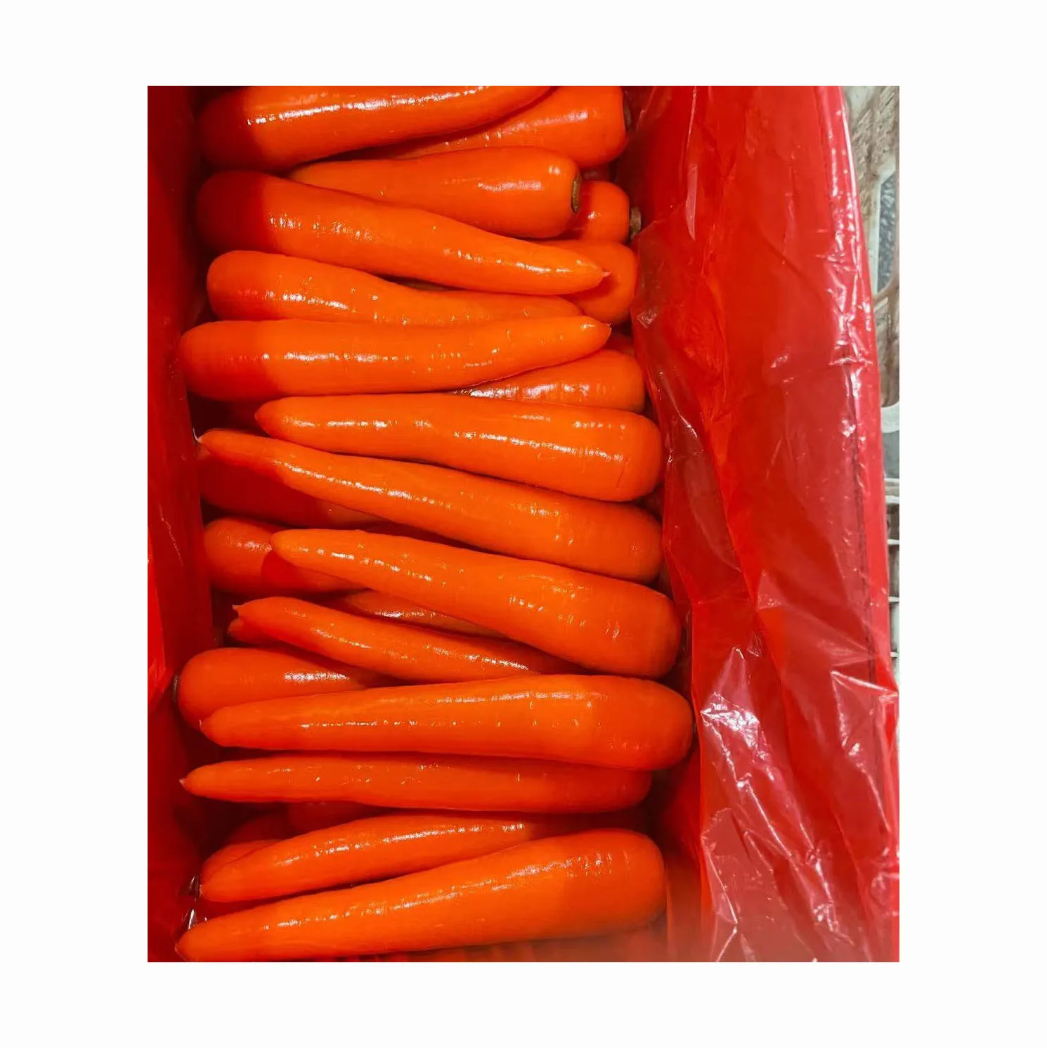 Best Price Carrots For Wholesale Export Natural Fresh Carrots