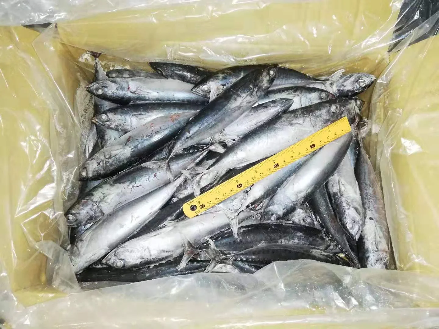 Storage Good Quality High Grade Package Custom Shape Whole Body bonito fish price Bod Auxis Rochei Bonito from Vietnam