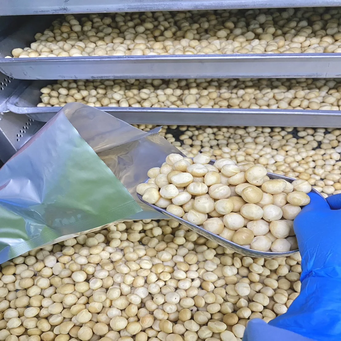 Premium Grade Macadamia Nuts Raw Roasted Nuts Healthy Food Macadamia in Shell 20-25mm