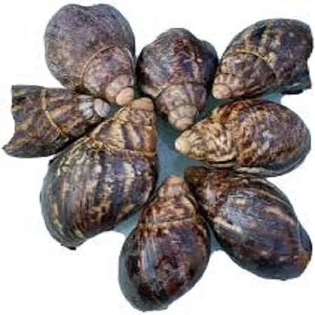 Cheap Price Fresh and Dried African Giant Snails Available
