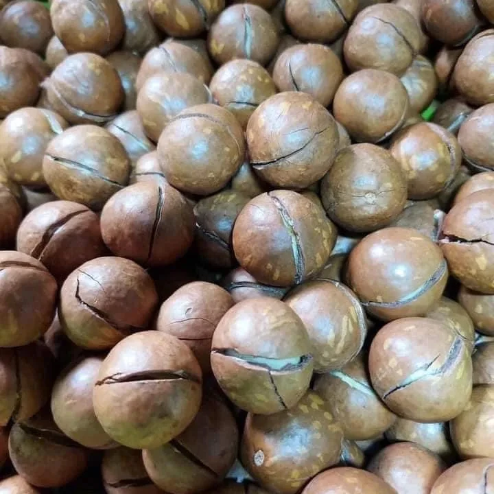 Оптовая продажа, высококачественный дешевый орех макадамии, низкая цена и высокое питание для вашего здоровья