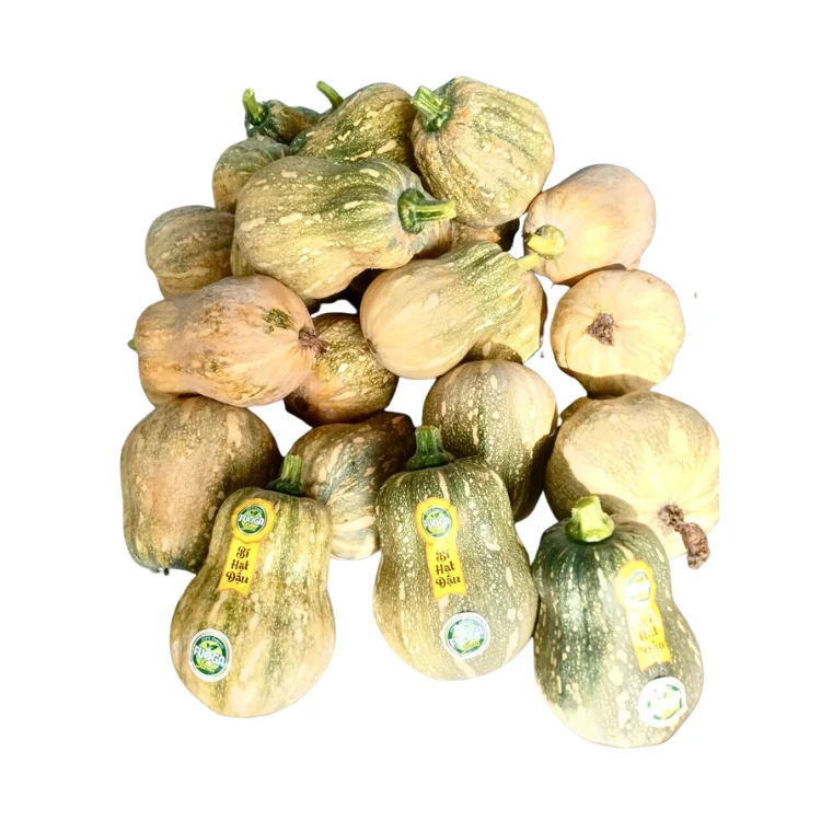 organic pumpkin Good choice good taste using for food packing in carton Made in Vietnam Manufacturer