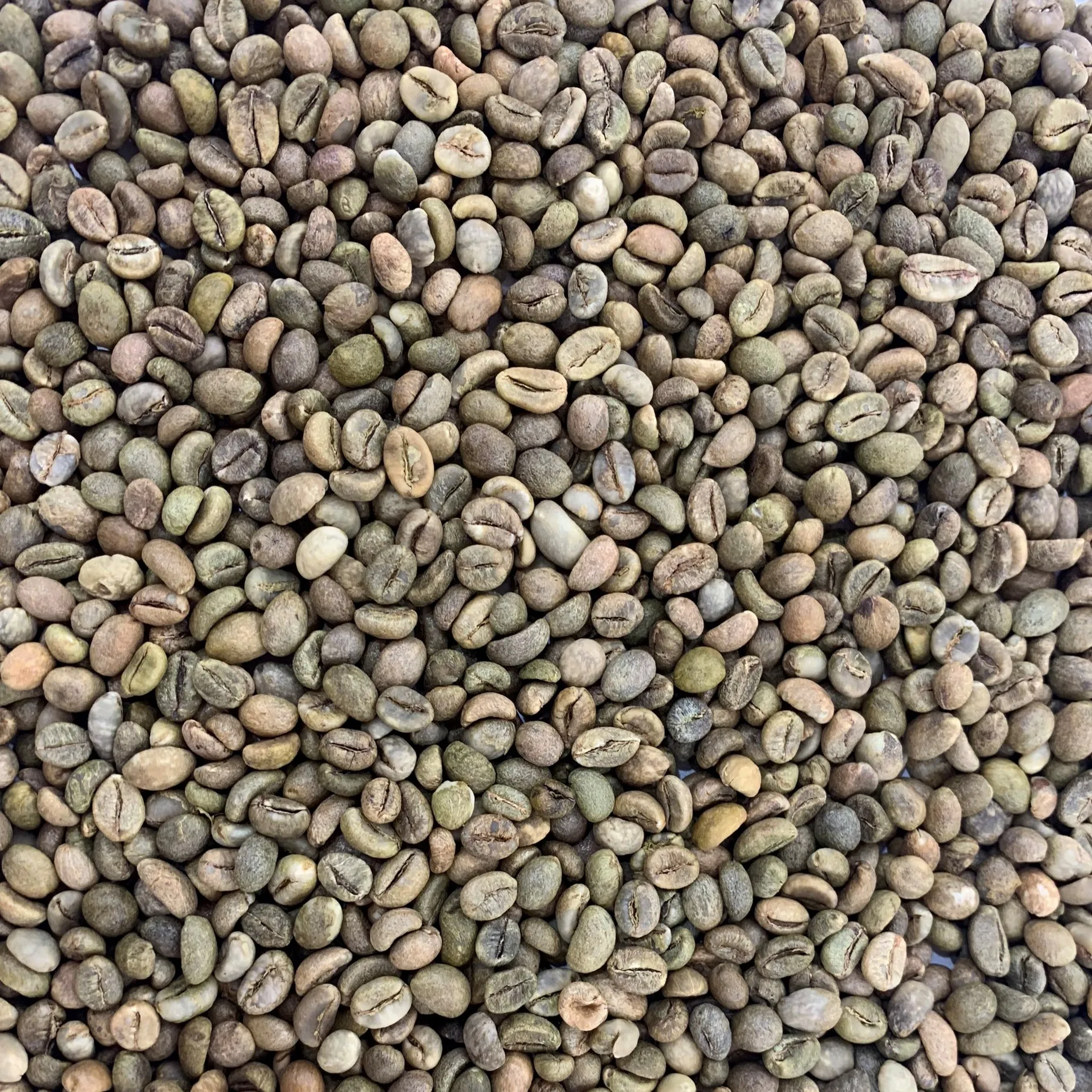 Highest Grade New Crop Harvest Vietnam Certificated Product Organic Clean Natural Robusta Screen 18 Coffee