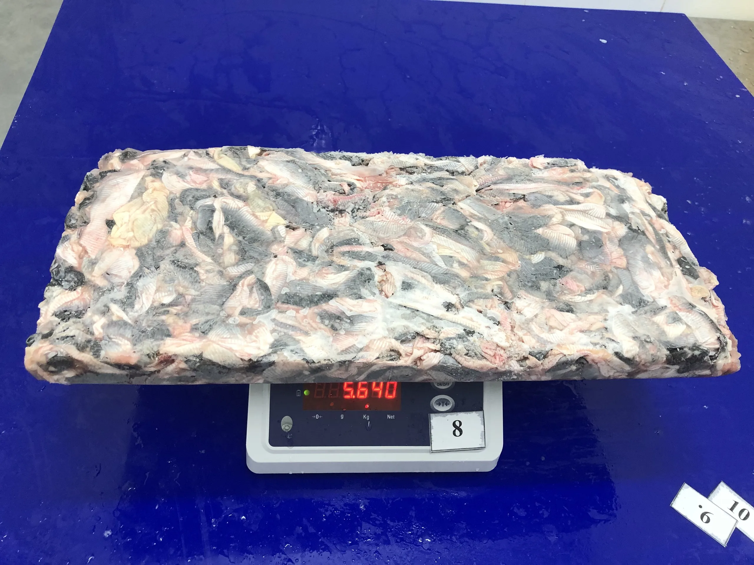 Fresh pangasius skin/ basa fish skin