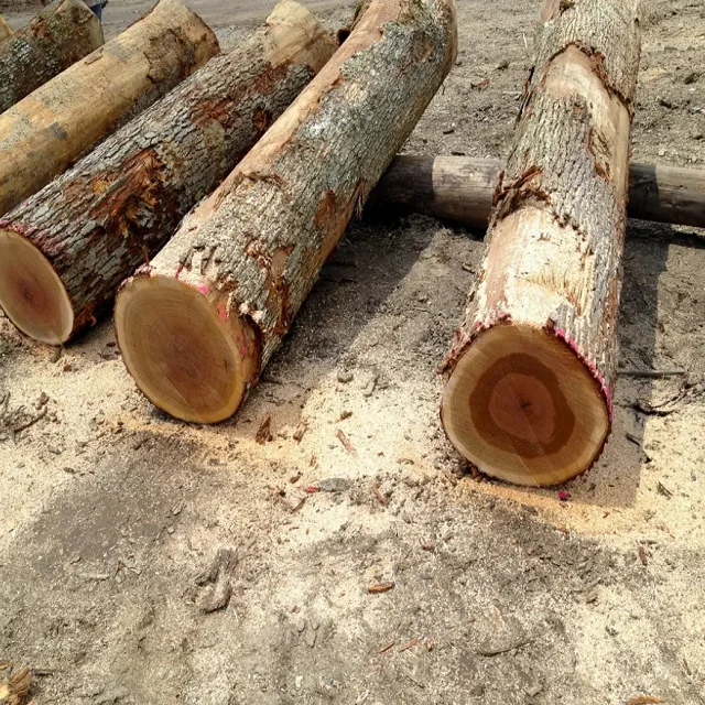 High quality soft and Hard Logs, Pine, Spruce, Birch, Oak Maple Logs Cheap price
