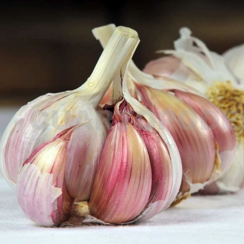 Мексиканский свежий чеснок по низкой цене, белый фиолетовый свежий чистый белый чеснок, свежий чеснок, экспортер, поставщик