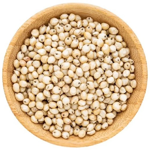Top grade wholesale white sorghum grains sorghum good price
