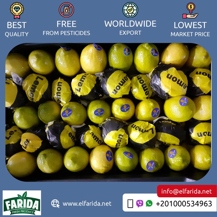 Exporter of Good Quality Top Selling Delicious and Nutritious Yellow Juicy Citrus Fruit Fresh Adalia Lemon from Egypt