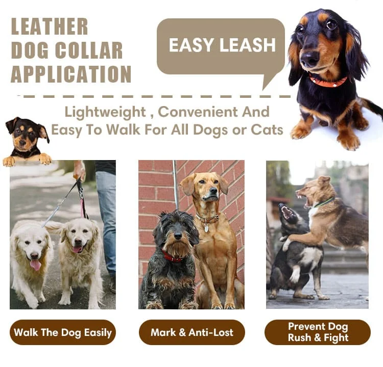 Dog Collar T16-1 N3L02