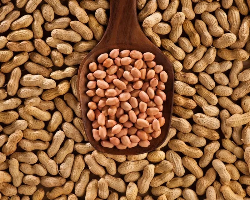 Top Grade Mungfali JAVA Peanut  Kernels Manufacturer Supplier Exporter From India With Best Quality Peanut