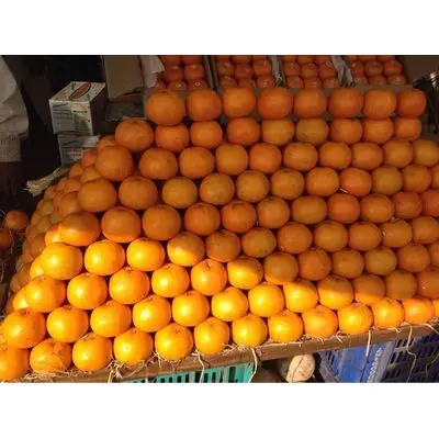 new crop good quality Fresh citrus fruit orange Summer Valencia oranges navel oranges