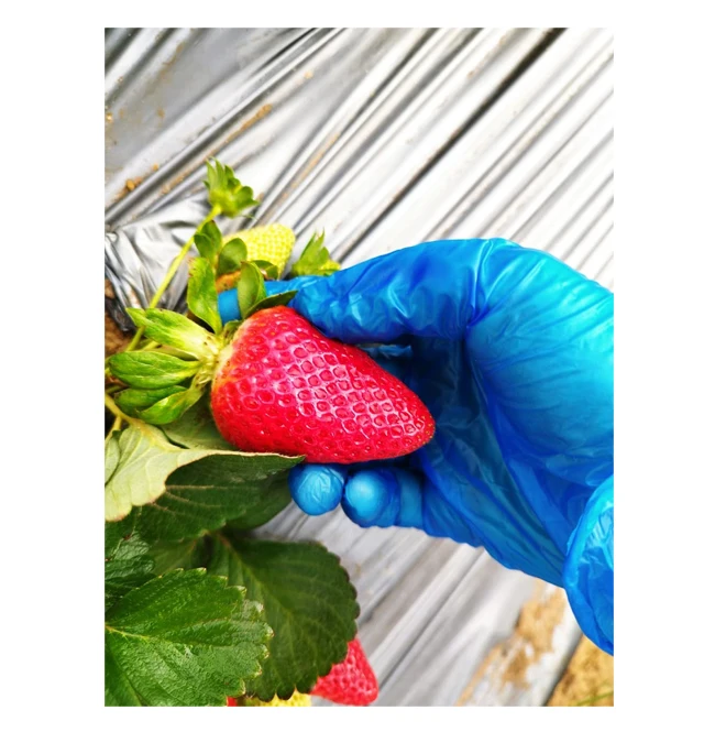 Egypt Origin Exporter of Best Quality Top Selling Red Sweet and Natural Delicious Fruits Strawberry at Competitive Price