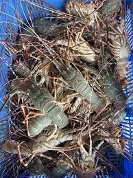 Premium Seafood Fresh and Frozen Lobster, Lobster Tails For Sale/Live Lobsters/live Spiny Lobsters