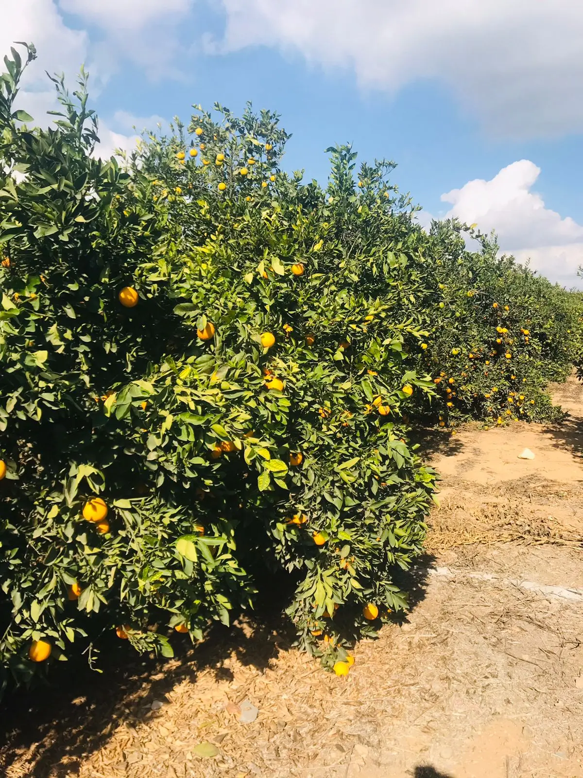 Fresh Abusra oranges from Egypt