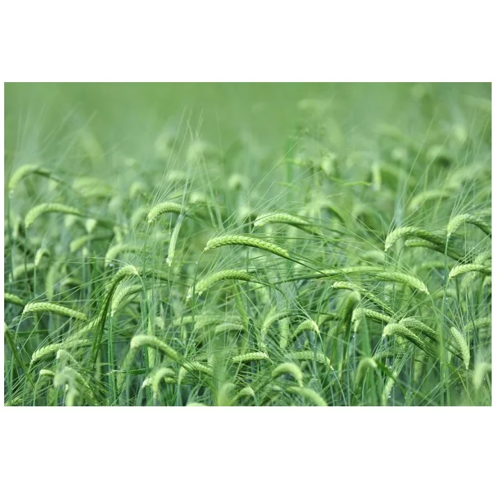 Ячмень чистый травяной зеленый пшеничный ячмень трава сок экстракт порошковый ячменной