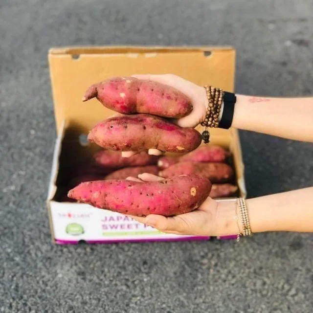 Овощной высококачественный сладкий картофель по цене производителя