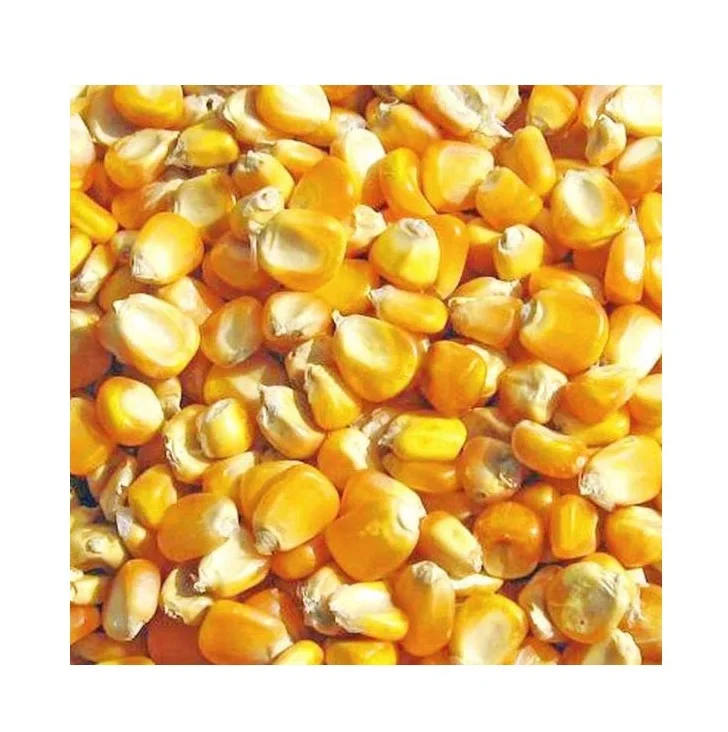 Yellow corn Maize - Wholesale Canadian Sweet Yellow Corn For Animal Feed