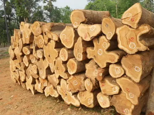 Лучшее качество, древесное сырье, тиковое дерево, бревна по конкурентоспособной цене