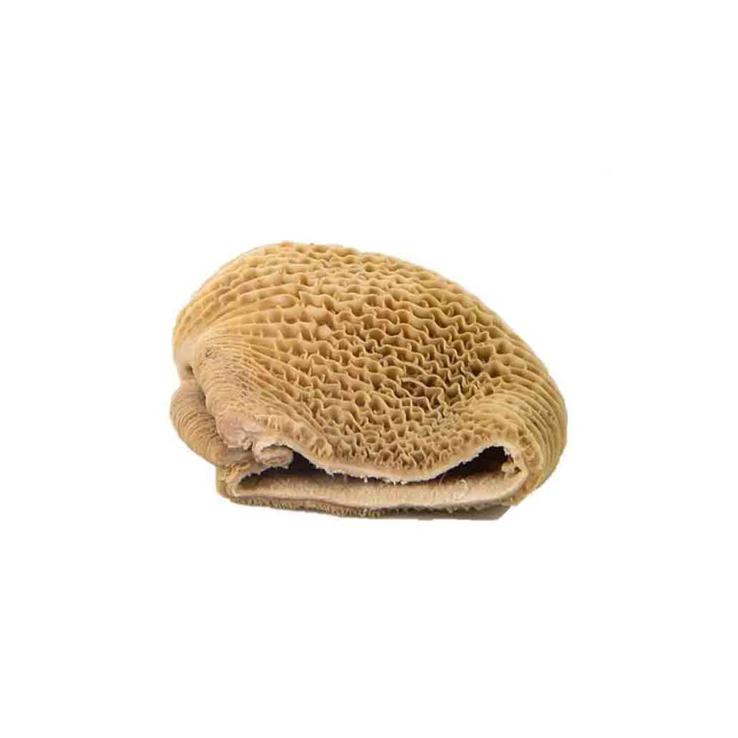 Salted & dried frozen & fresh omasum / beef meat omasum , High Quality Omasum / Omasum Suppliers from France