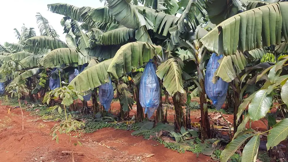 farm.jpg