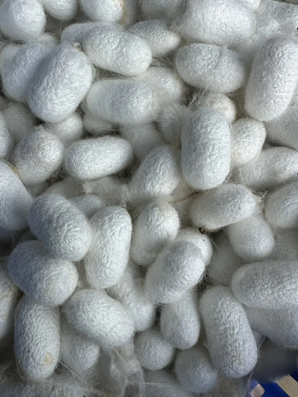 100% Fresh Natural Silkworm Cocoon for Silk Fiber Mulberry Silk Cocoon from Vietnam With Competitive Price