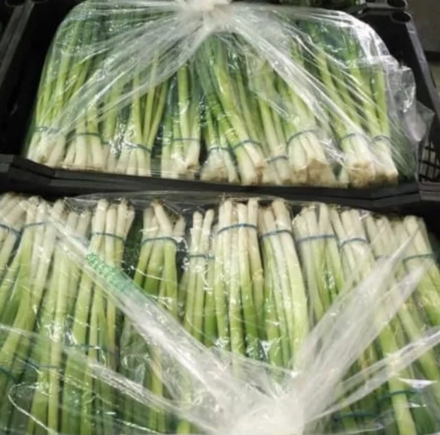 spring onion fresh and clean