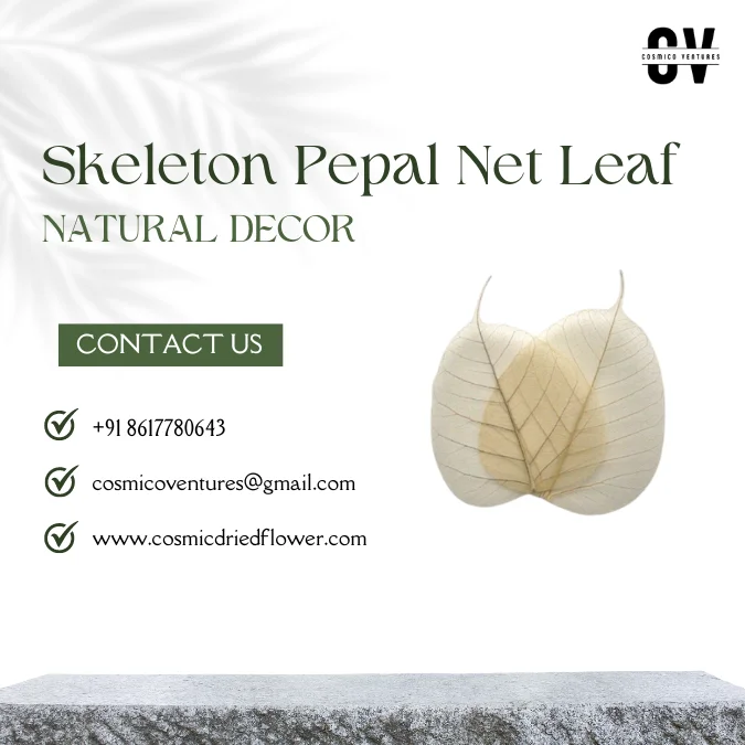 High Quality Wholesale Natural Skeleton Pepal Net Leaf for Dried Flower Arrangement DIY Craft