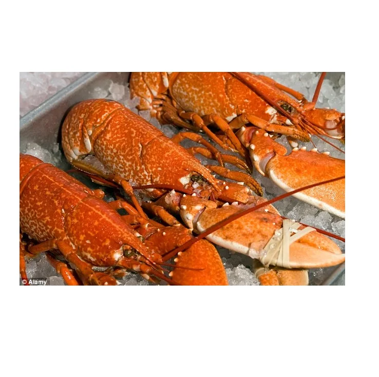 Fresh cheapest Live Canadian Lobsters / Frozen Lobster Tails