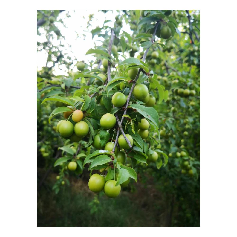 Wholesale Turkey Origin Fresh and Delicious Green Plums Plum Green Plum Fruit Vegetable Food High Quality