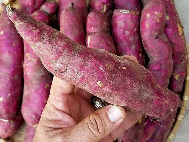 hot deal sweet potato with low price and high quality cheap price fresh sweet potato