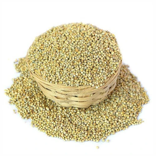 Premium grade Green Millet animal feed Sortex cleaned best use for animal feed protein 9% Export quality