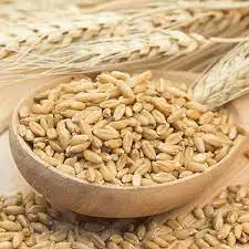 Best Quality custom made  barley wholesale factory price manufacturers   100% high quality barley 25/35 kg bags